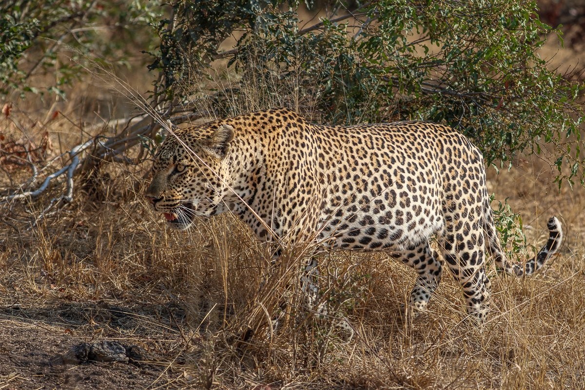 Sabi Sabi Ruan Mey Khulwana Leopard Sabi Sabi Ruan Mey Khulwana Leopard