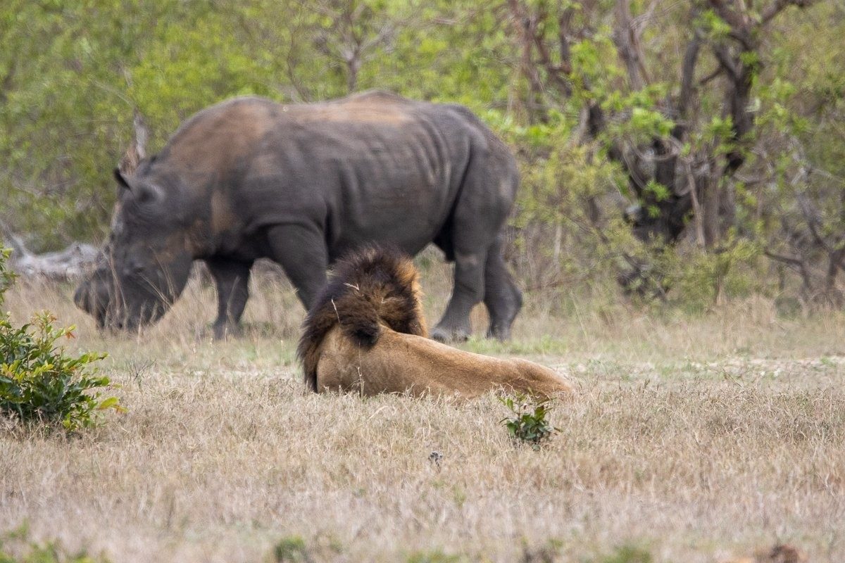 A lion sits in an open field near a rhino. A lion sits in an open field near a rhino.
