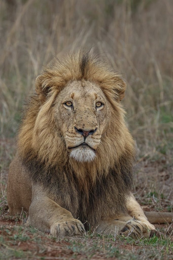 The lion pair lies close together in the morning sun during their mating period.