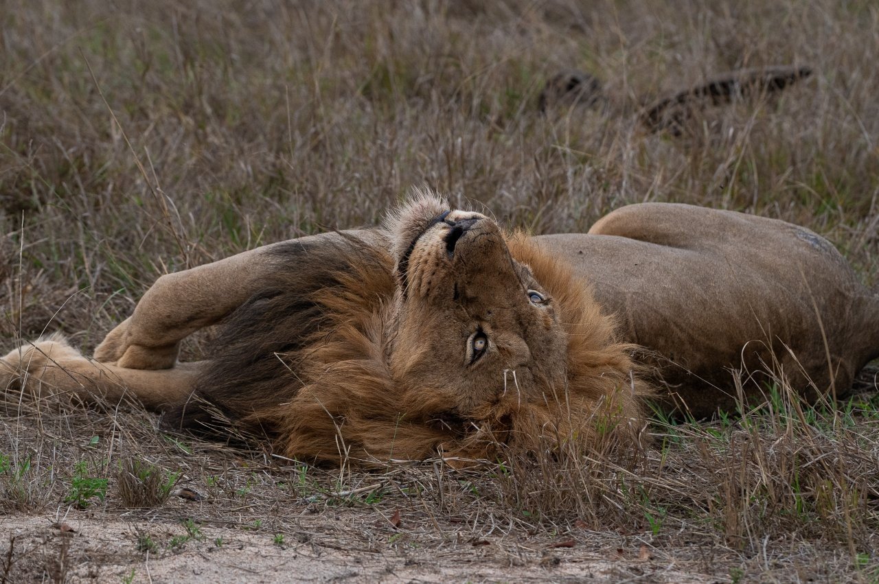 The two dominant Gijima male lions rest near their buffalo kill on a warm morning.