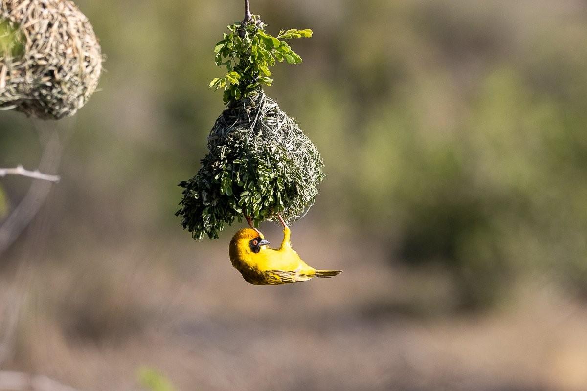 The sun shines on a Village weaver as it perches below its nest.