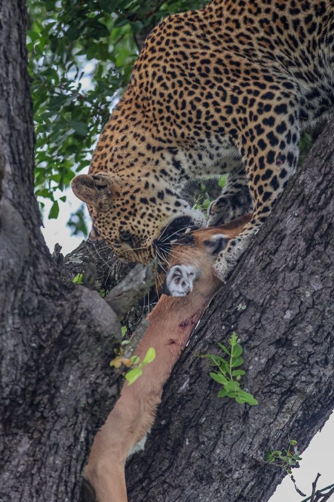 The Kurhula female had secured herself a well-earned meal