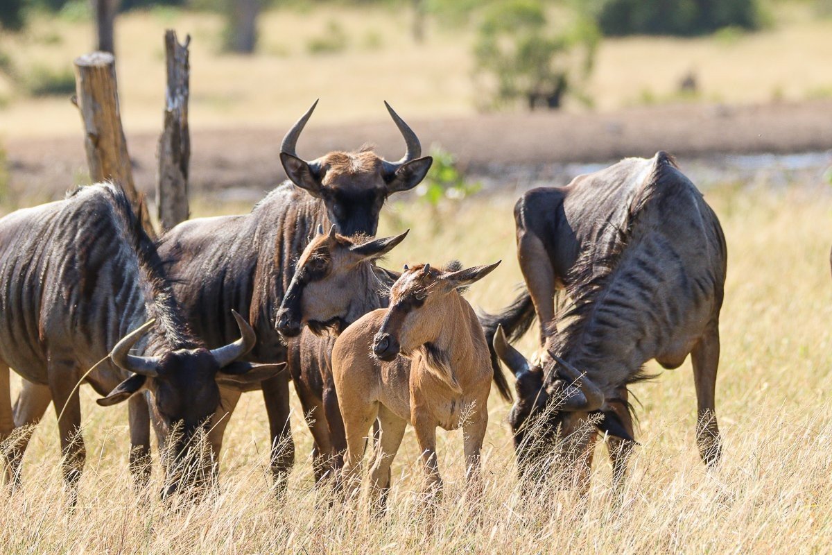 They gradually begin to gain independence and start forming their own social groups