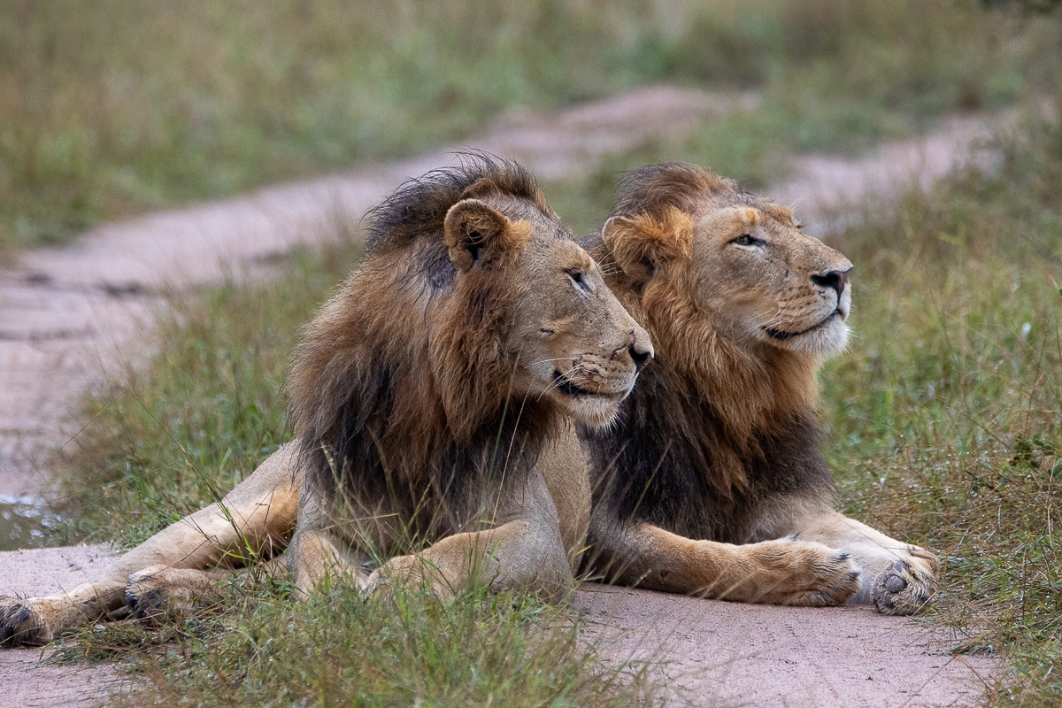 N’waswishaka males resting in bushveld habitat before evening activity