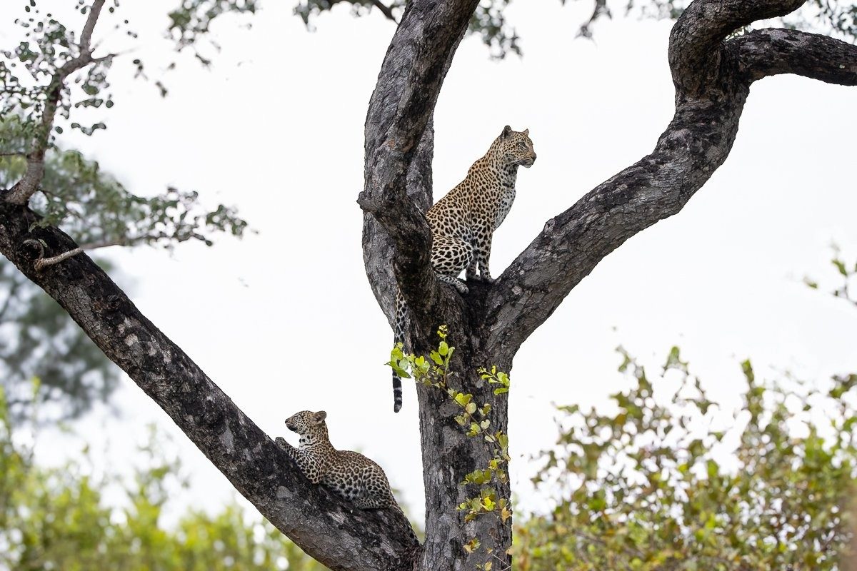 Tengile leopard resting with her cub in the tree.