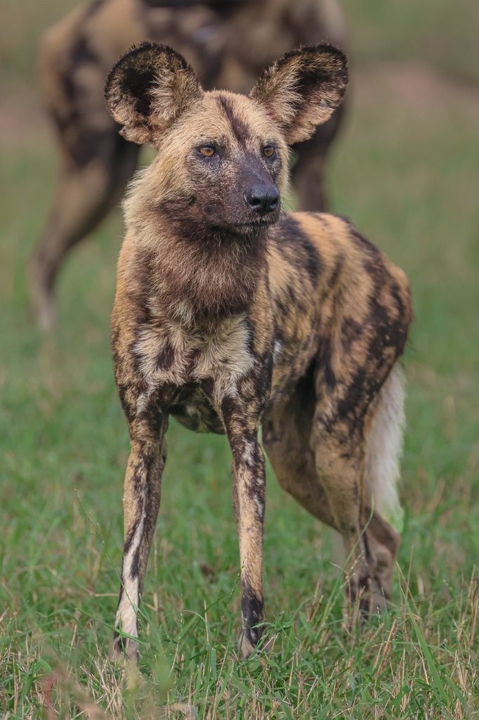 Pack of wild dogs standing alert, watching their prey.