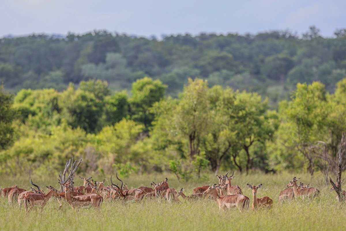 Male impala ram displaying rutting behaviour during breeding season.