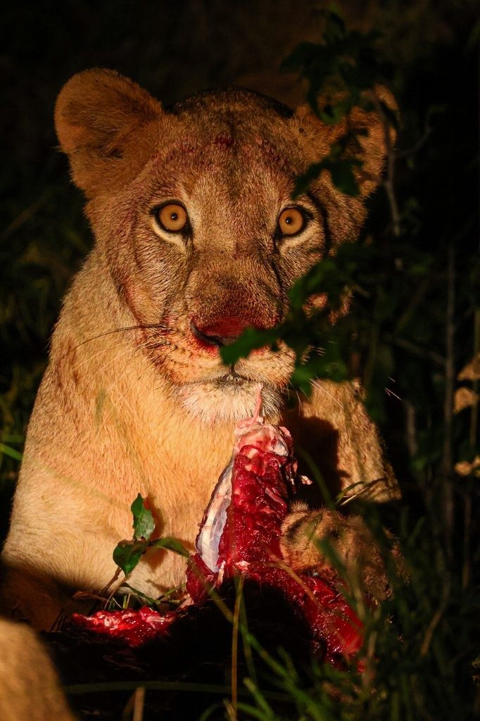 Southern Pride lionesses feeding on a freshly killed impala ram