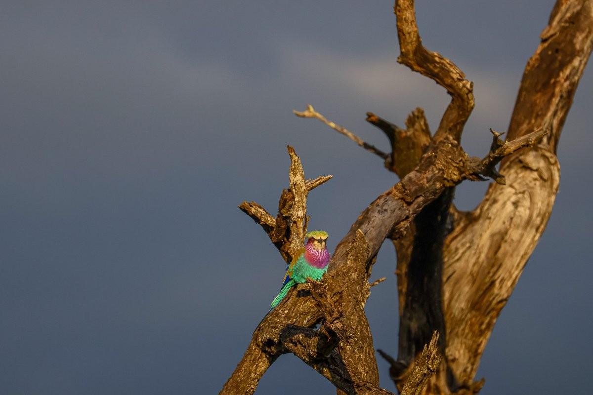 Lilac-breasted roller perched high on a branch scanning for insects below.