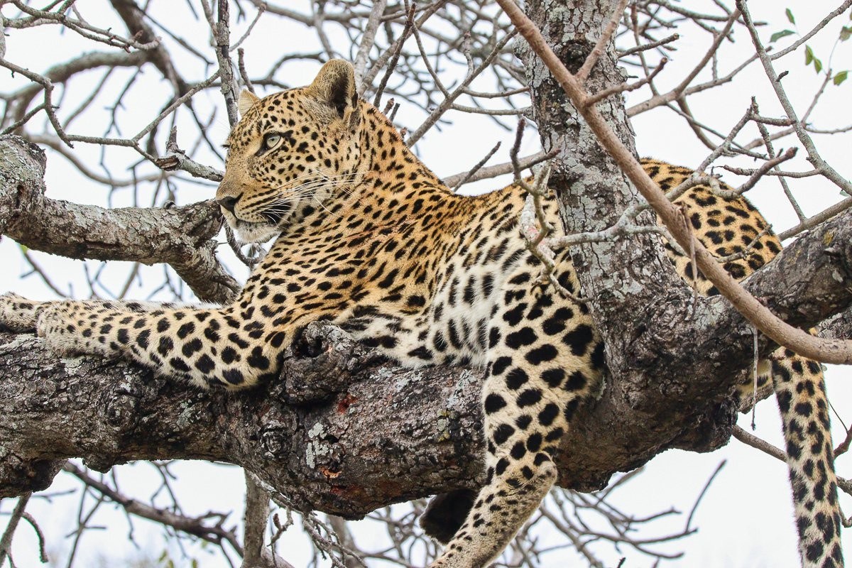 Leopard resting near an impala kill in a tree.