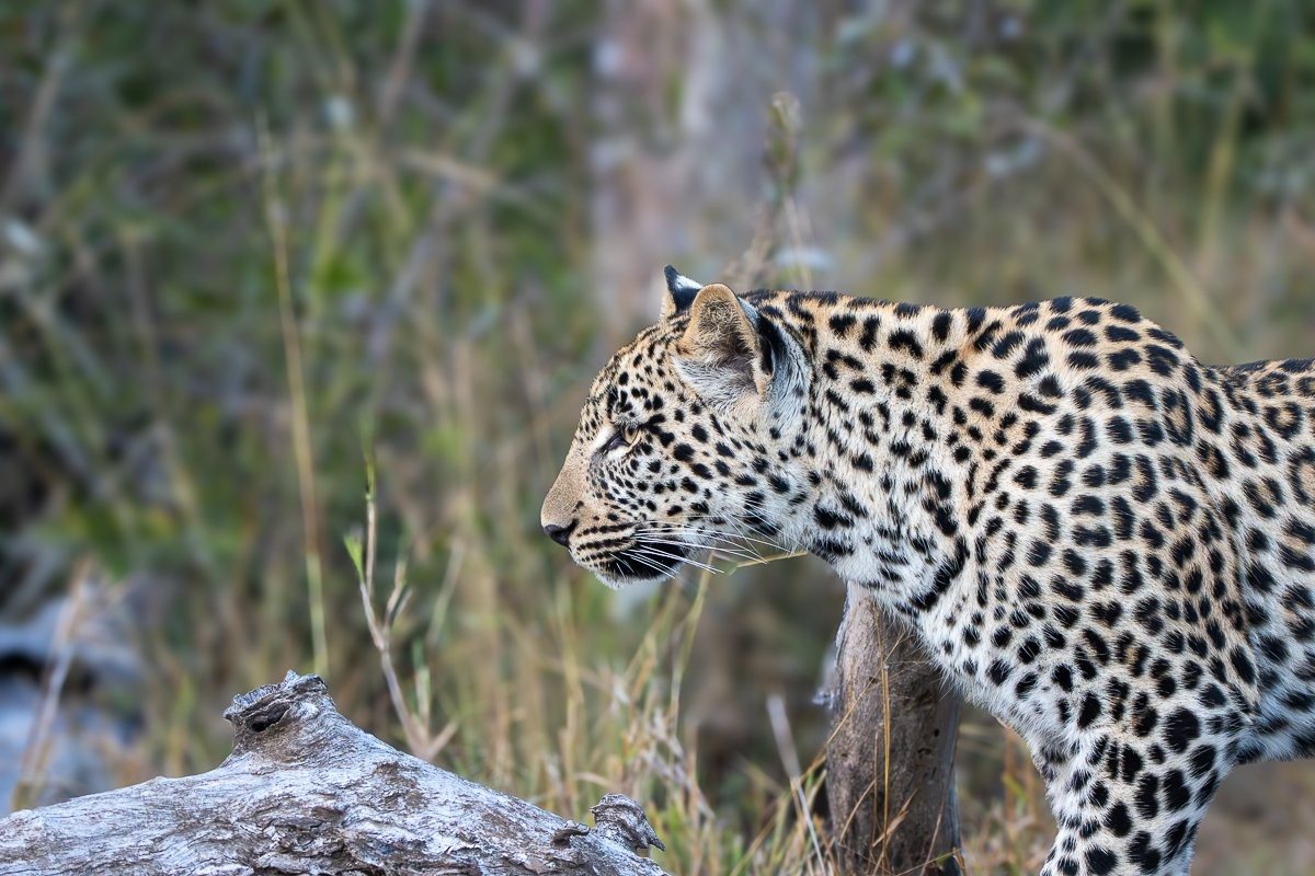 Tengile female leopard watching her curious cub explore the bush.