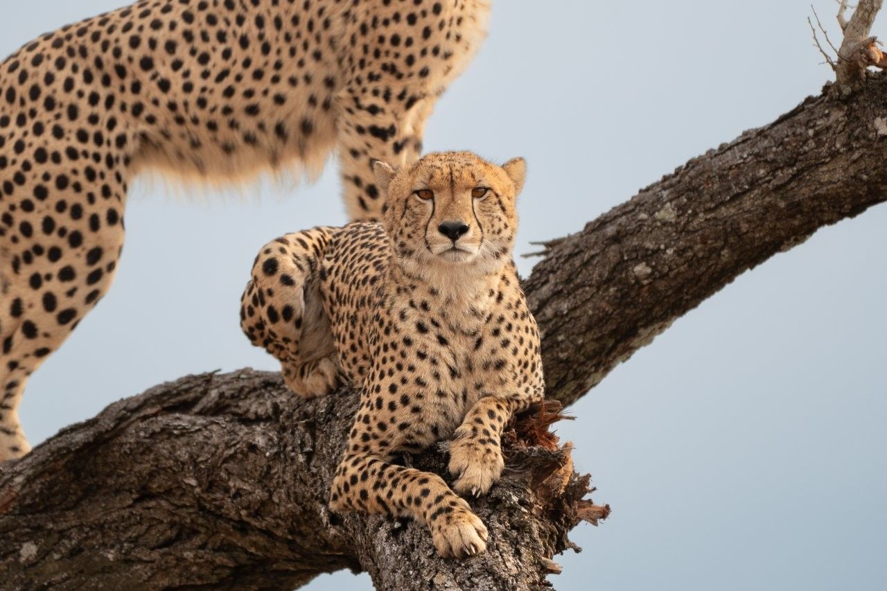 Young cheetahs resting after feeding on an impala kill at Sabi Sabi Game Reserve.