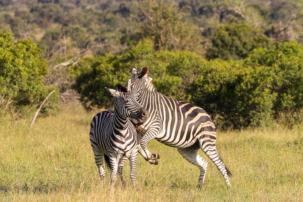 Two zebra stallions engaged in an aggressive encounter in the African bush.