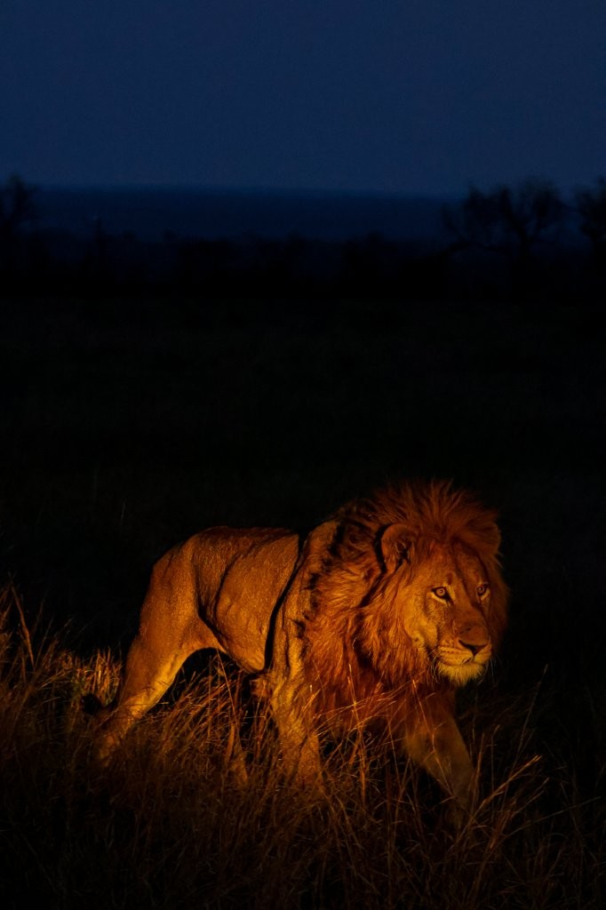 Sabi Sabi Ruan Mey Nwaswishaka Male Lion In Bushveld