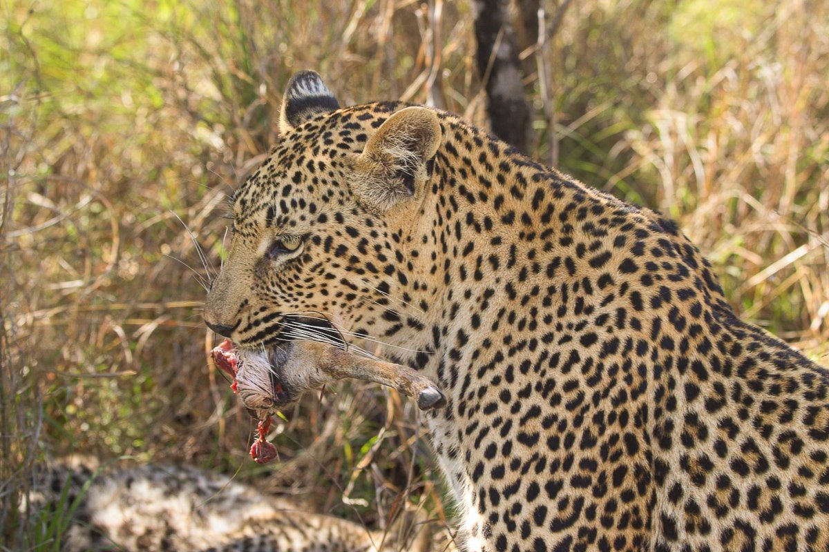 Kurhula leopardess with her young cub beside the remains of a duiker kill