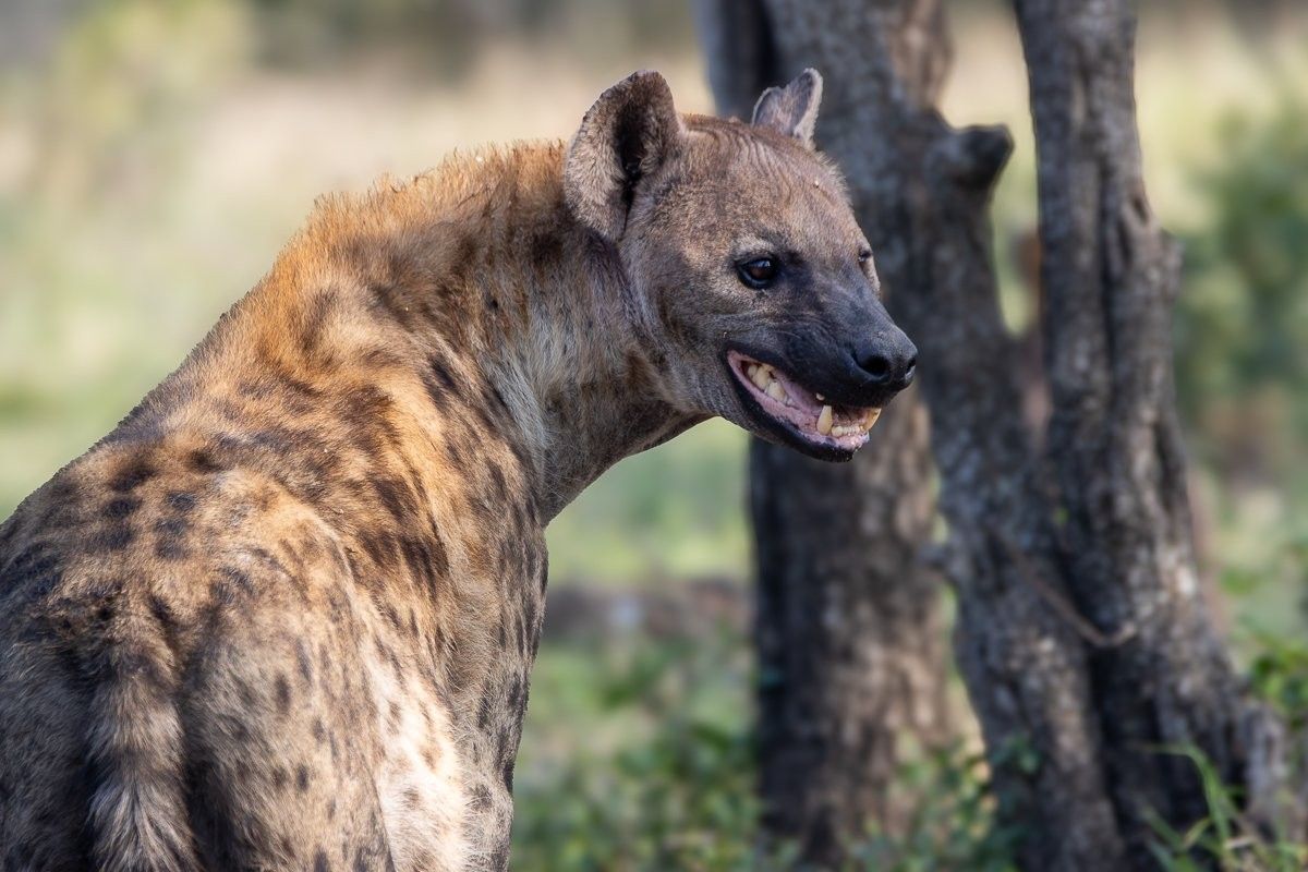 A snarling spotted hyena looking ahead