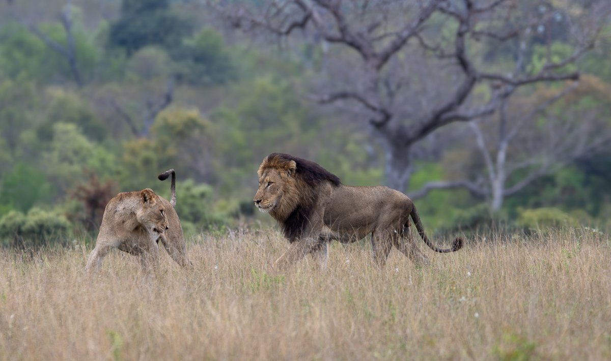 An N'waswitshaka lion approaches an Msuthlu Pride lioness