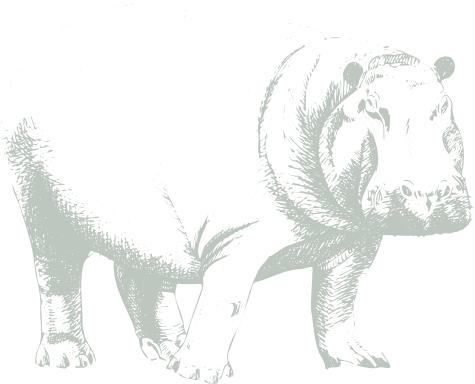 Bgt Hippopotamus Bgt Hippopotamus