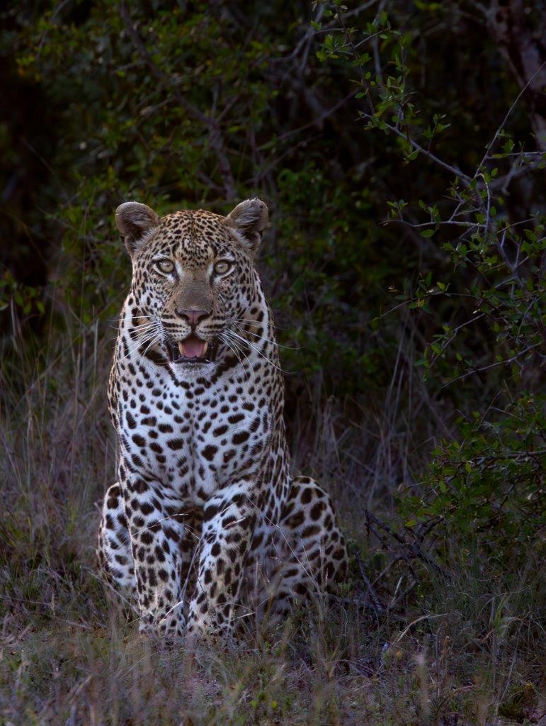 The rasping calls of the male leopard, Khulwana, echoed through the Msuthlu River drainage line. The rasping calls of the male leopard, Khulwana, echoed through the Msuthlu River drainage line.