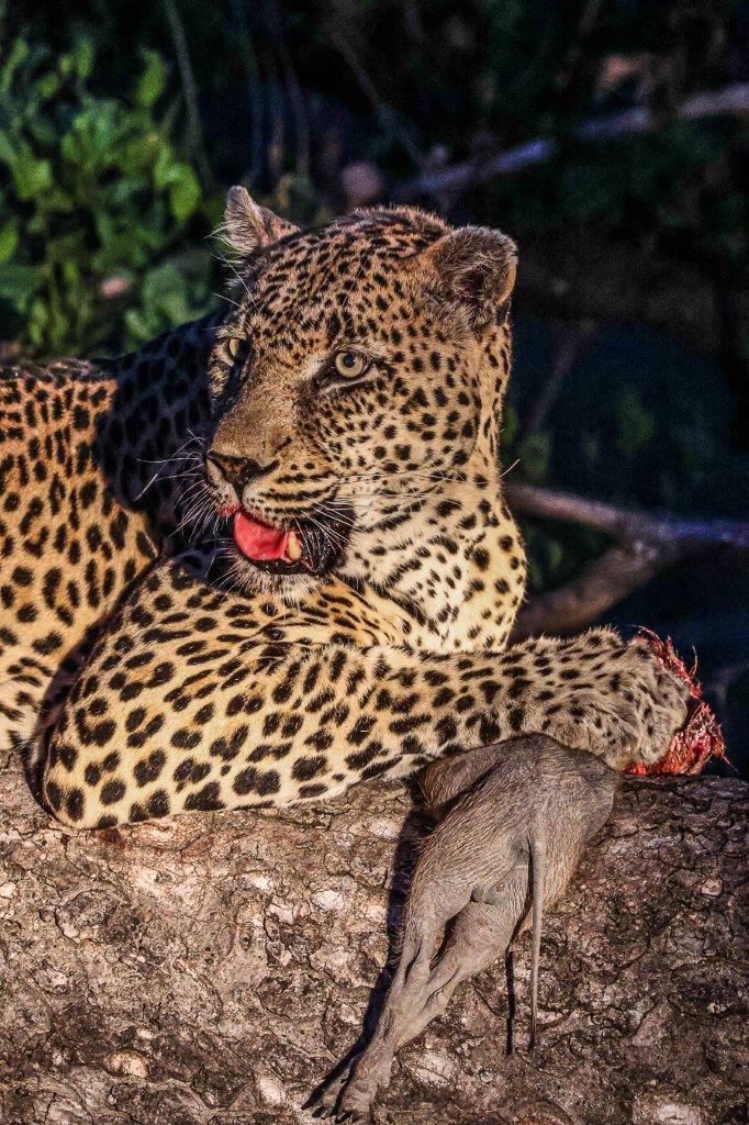 N’weti secured a meal and enjoyed it in the tall branches of a tree, safely out of the way of rival predators. N’weti secured a meal and enjoyed it in the tall branches of a tree, safely out of the way of rival predators.