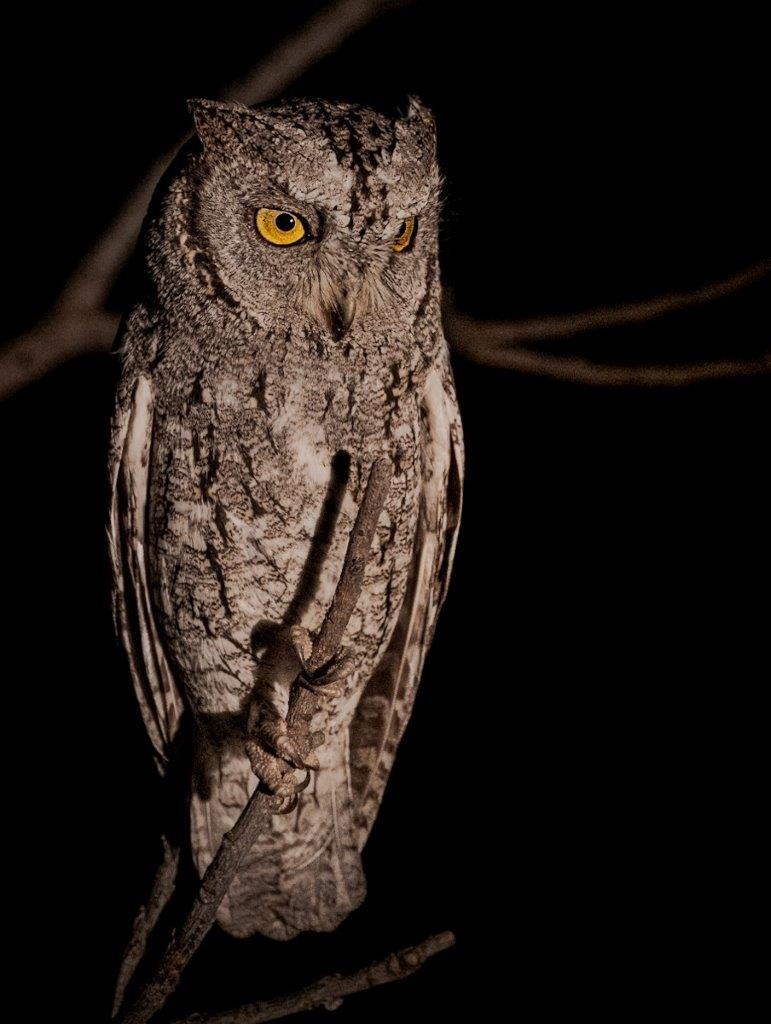 Scops Owl Devon Jansen Scops Owl Devon Jansen