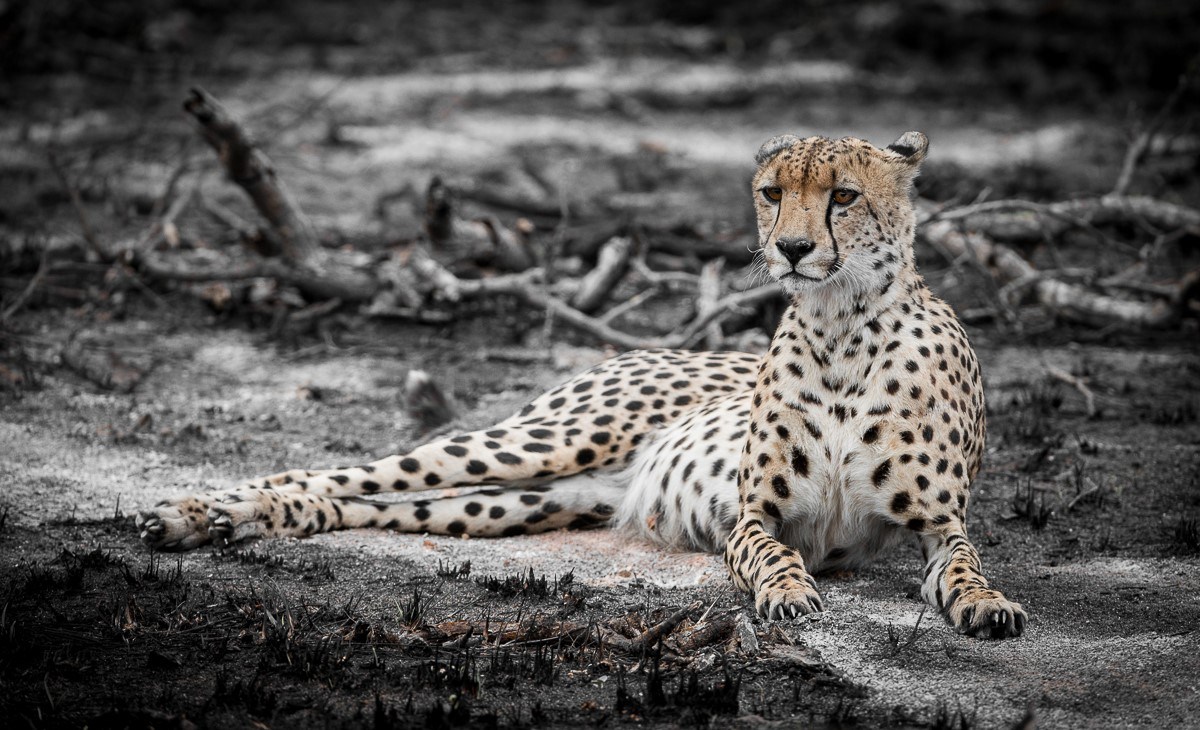 A cheetah rests in the burn area. A cheetah rests in the burn area.