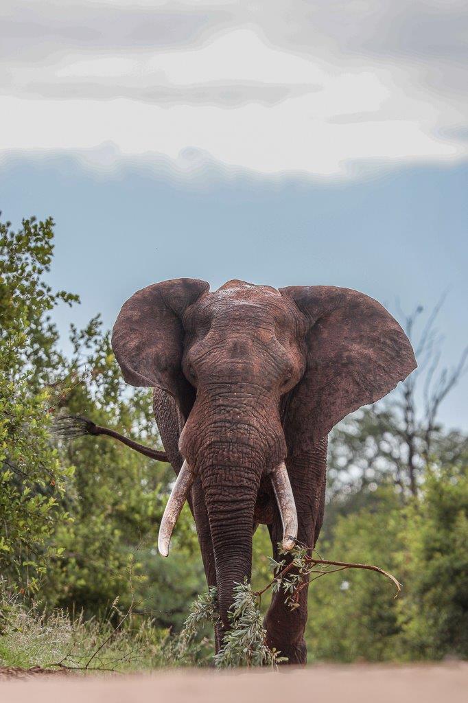 Sabi Sabi Ruan Mey Elephant Sabi Sabi Ruan Mey Elephant