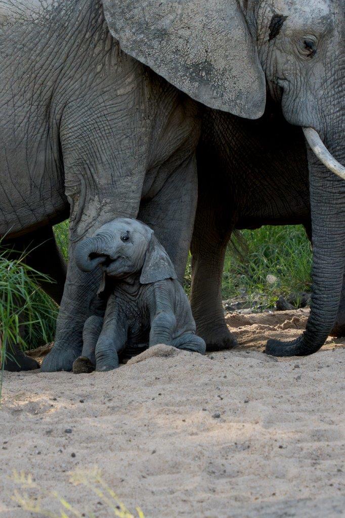 Sabi Sabi Franco Hay Elephant Calf Sabi Sabi Franco Hay Elephant Calf
