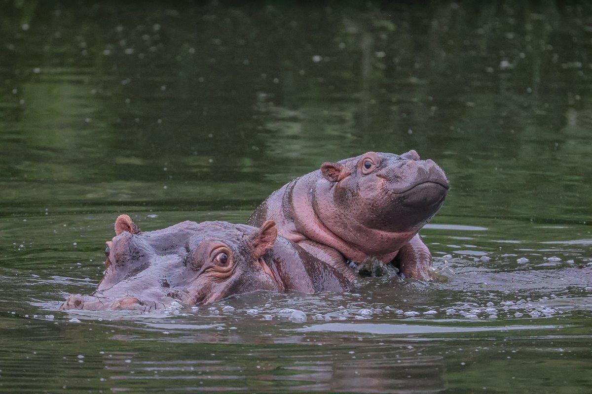 Sabi Sabi Ruan Mey Hippo Sabi Sabi Ruan Mey Hippo