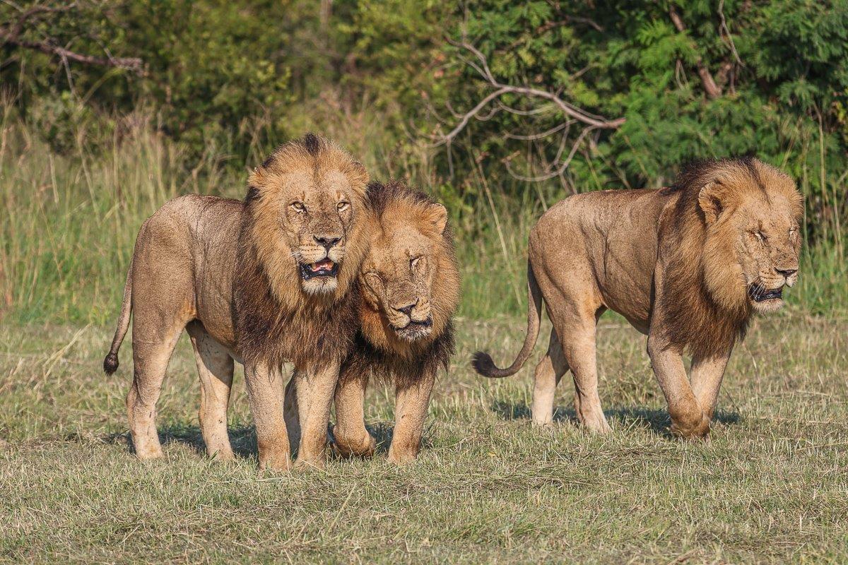 Sabi Sabi Ruan Mey Kambula Male Lions Sabi Sabi Ruan Mey Kambula Male Lions