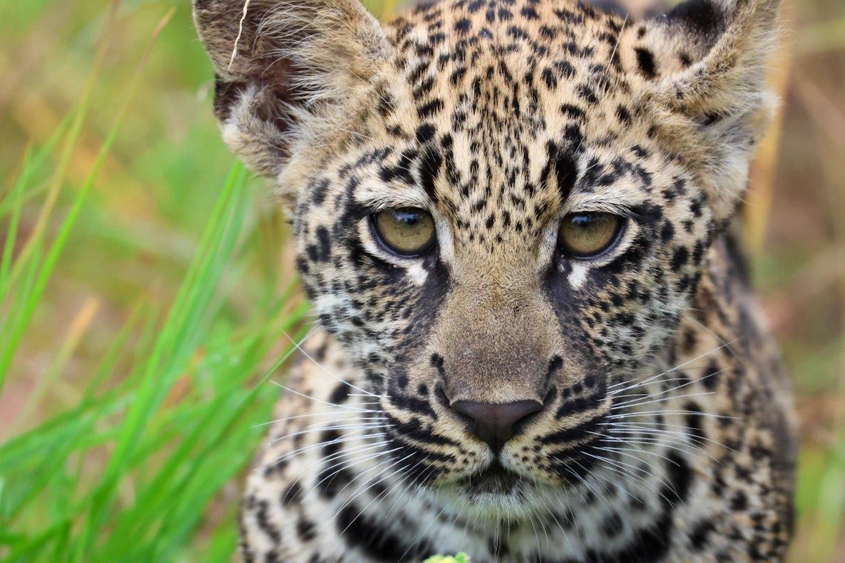 Sabi Sabi Jan Nel Golonyi Cub Sabi Sabi Jan Nel Golonyi Cub