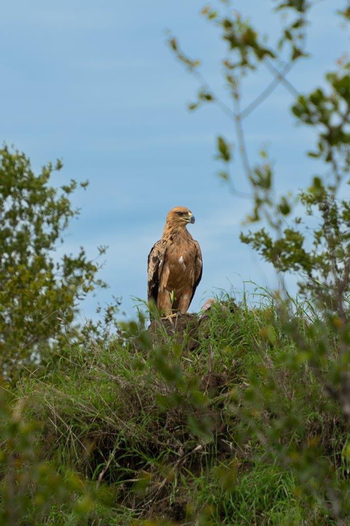 A tawny-eagle sits on a termite mound. A tawny-eagle sits on a termite mound.