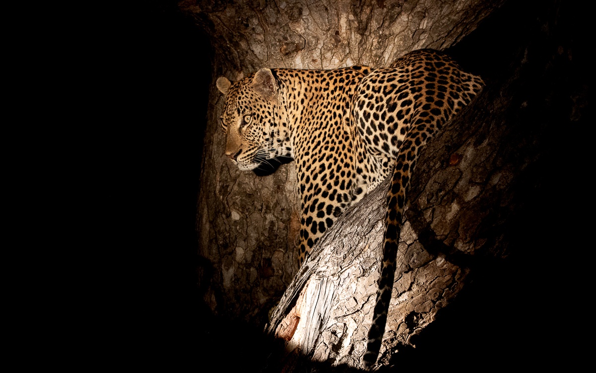 Sabi Sabi Ronald Mutero Khulwana At Night Sabi Sabi Ronald Mutero Khulwana At Night