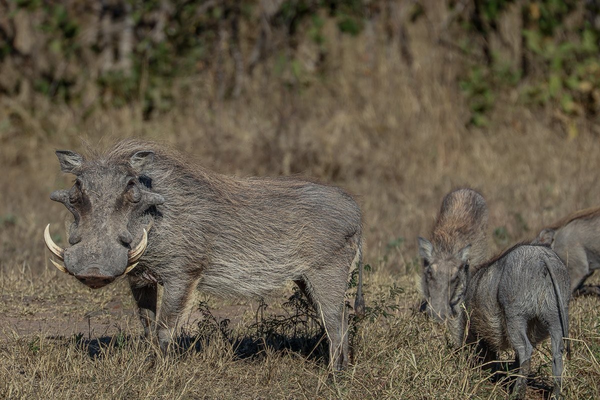 Sabi Sabi Ruan Mey Warthog Sabi Sabi Ruan Mey Warthog