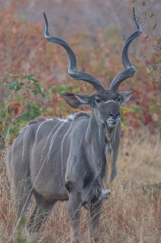 Sabi Sabi Ruan Mey Kudu Sabi Sabi Ruan Mey Kudu