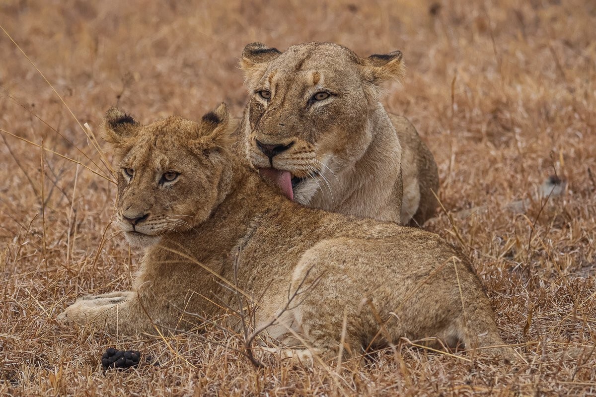 Msuthlu lioness cleaning one of the cubs