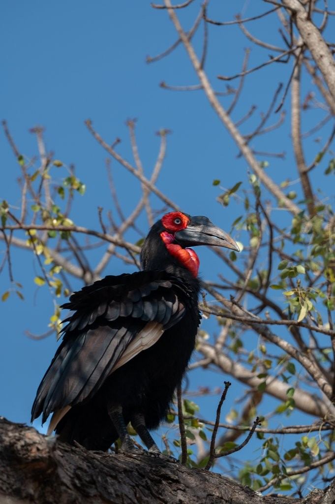 Sabi Sabi Viviane Ladner Ground Hornbill Sabi Sabi Viviane Ladner Ground Hornbill
