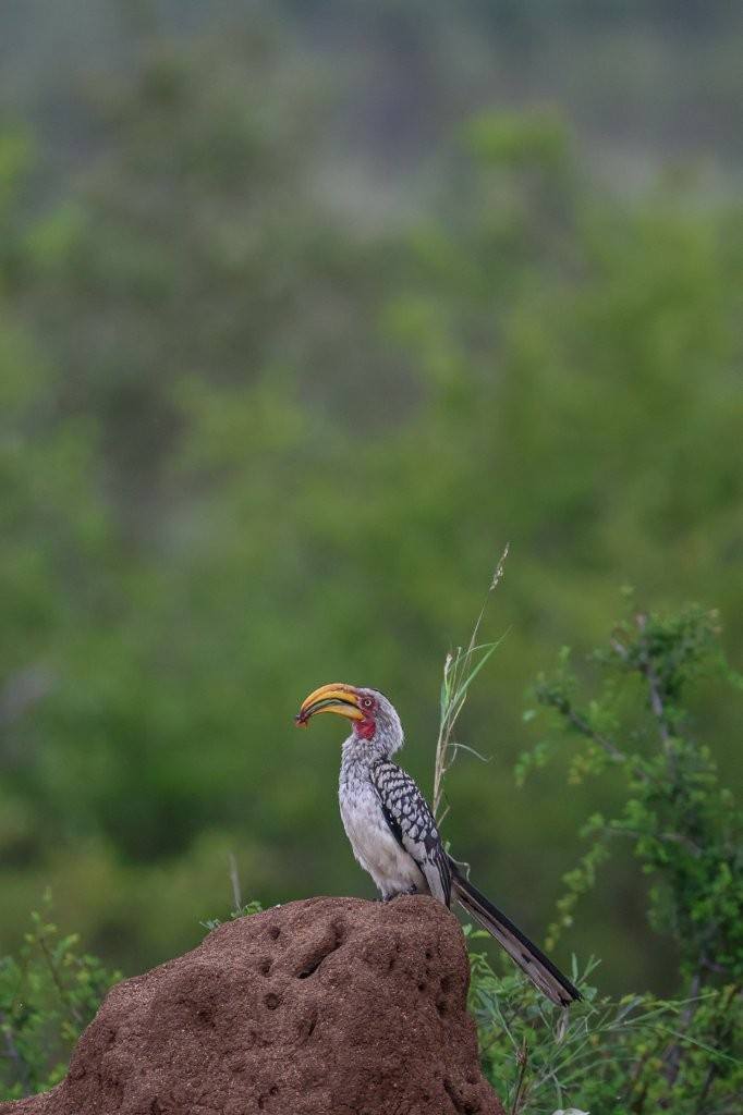 Sabi Sabi Ruan Mey Hornbill