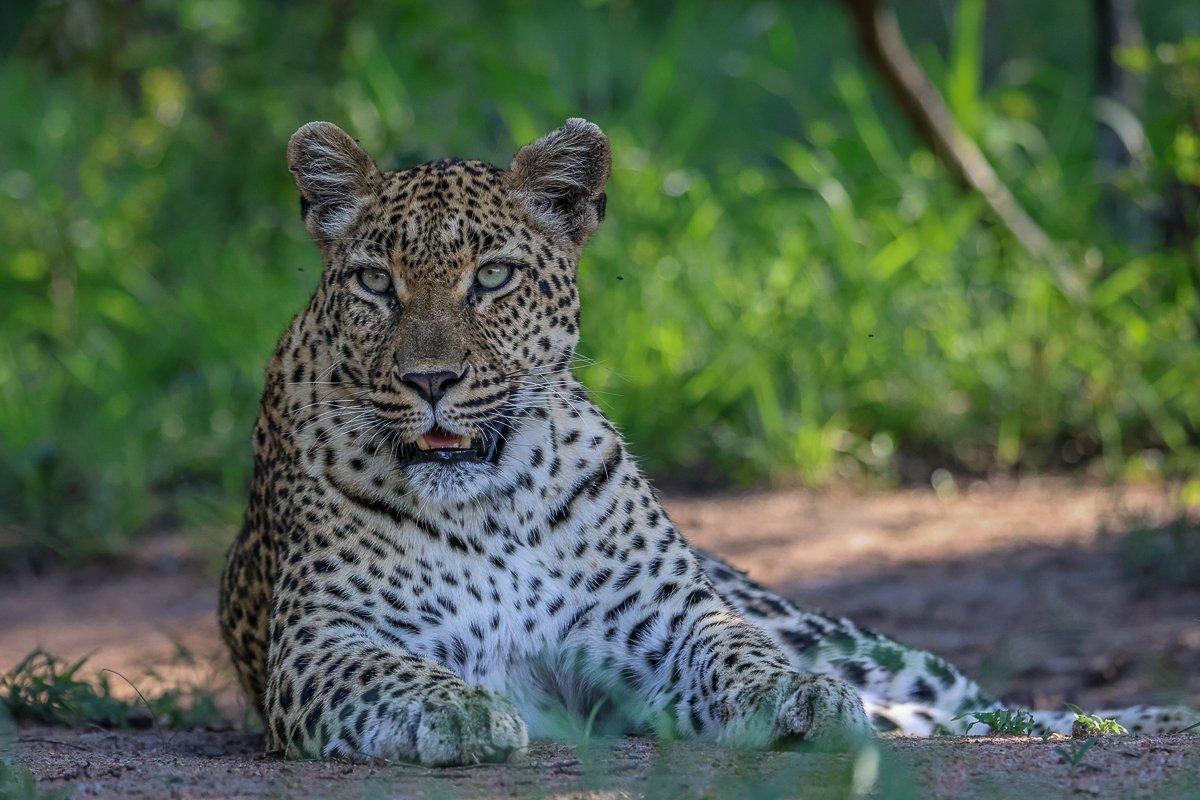 Golonyi spotted during a game drive in the Sabi Sands. 