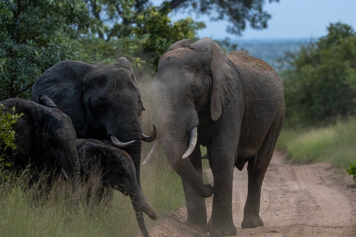 We watched as grey shapes emerged from the bush.