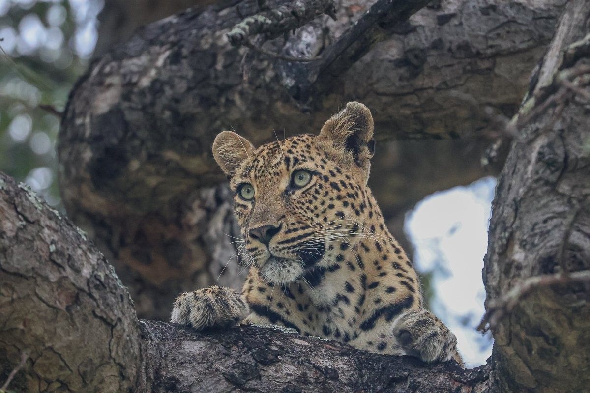 Golonyi leopard resting in the canopy, alert between naps.
