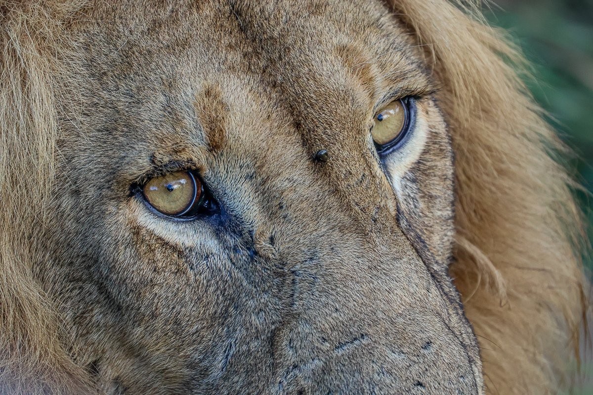 Close up of male lion.