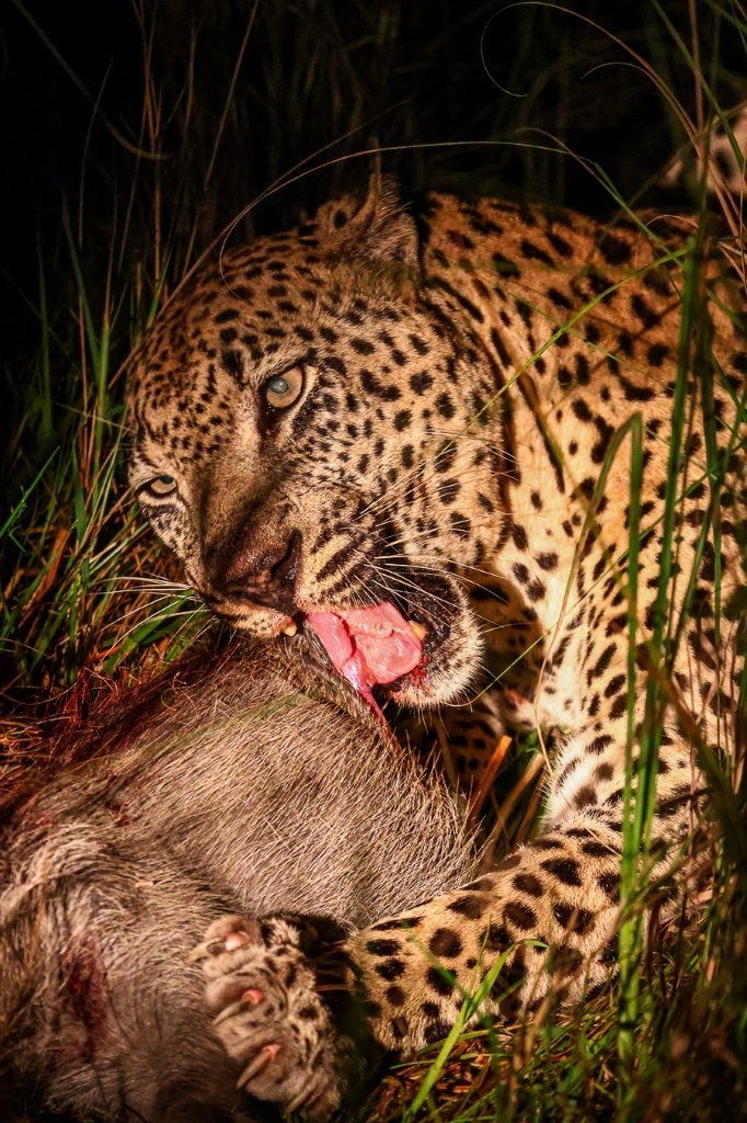 Mawelawela leopard enjoying a kill at night.