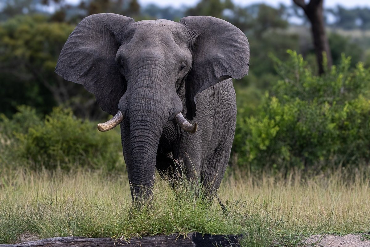 Older elephant bull moving through bush during dry season.