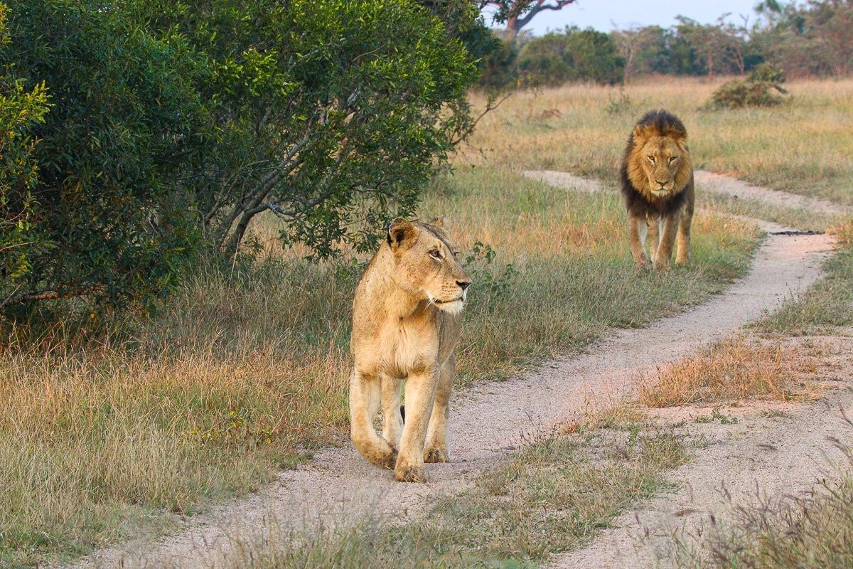 Male lions displaying dominance behaviour beside a lioness
