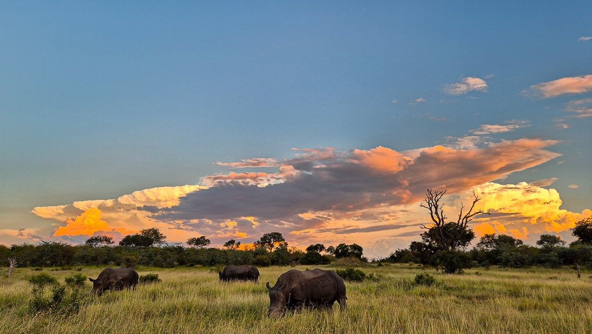 Rhinoceros silhouetted against a dramatic African sunset in the bushveld