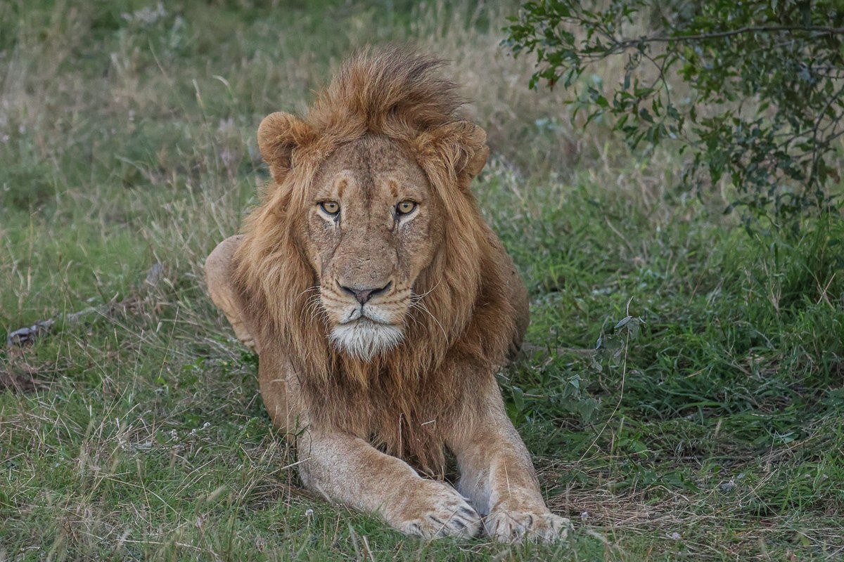 N’waswishaka male lion becoming active at sunset in the southern reserve