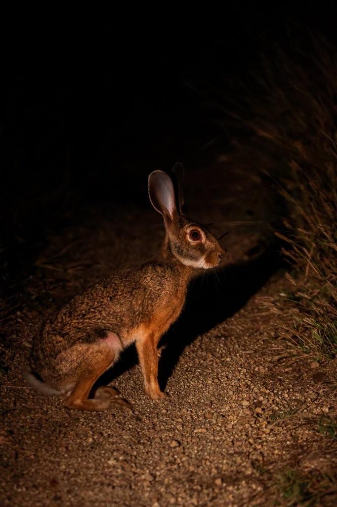 Scrub hare pausing cautiously on a bush road while scanning for predators