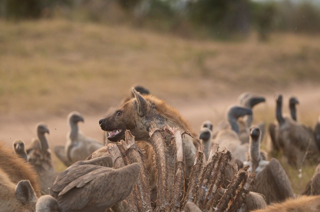 Scavengers feeding on the remains of a giraffe as part of the ecosystem’s nutrient cycle.