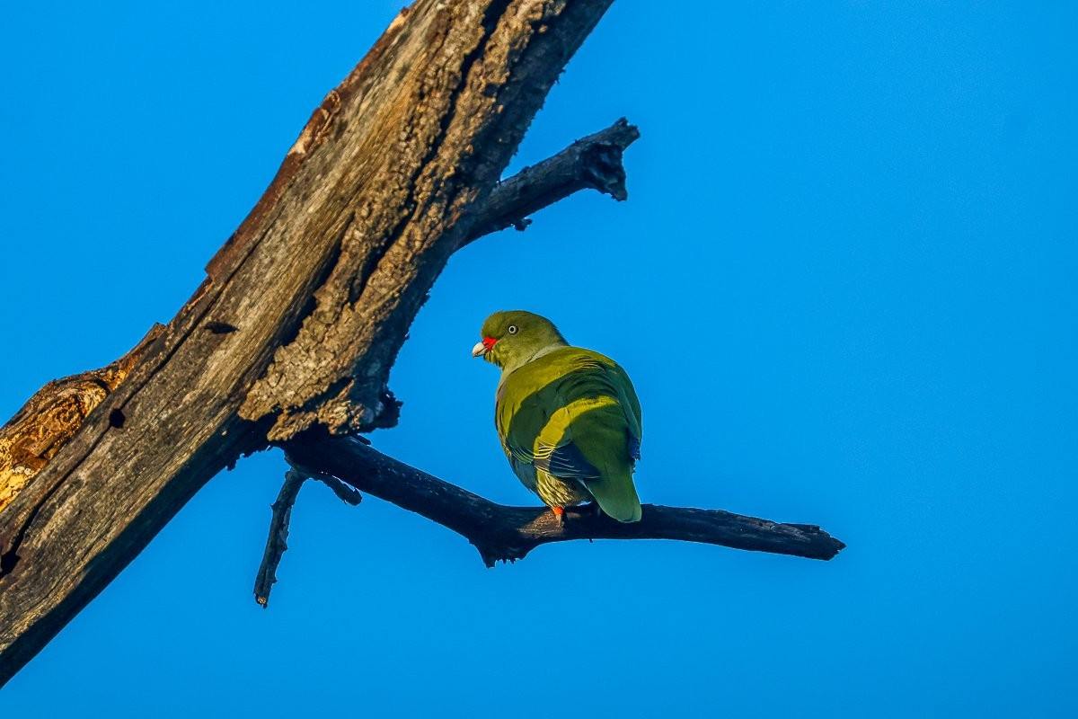 African green pigeon perched in a dead tree during the late afternoon.